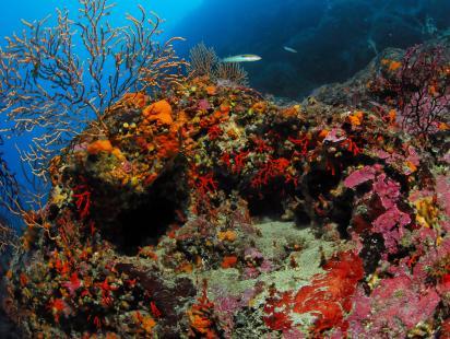 Photo by Frédéric ZUBERER